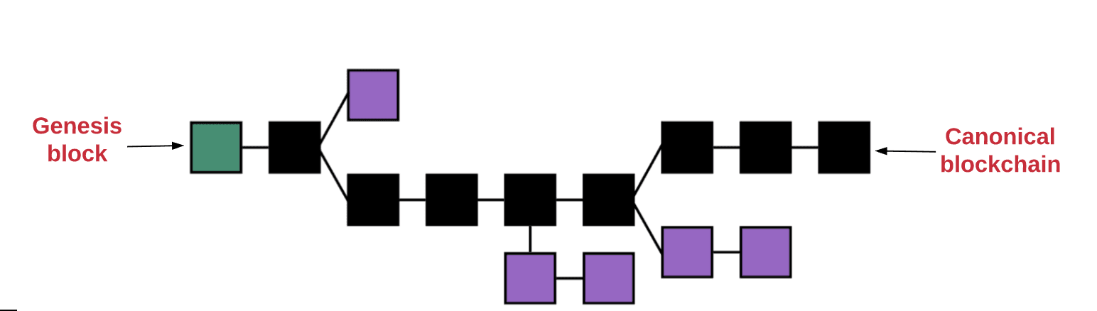 Diagram of the canonical chain versus discarded side chains